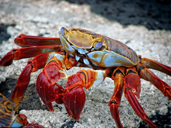voyage équateur galapagos crabe