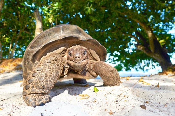 Notre spécialiste Seychelles vous en dit plus