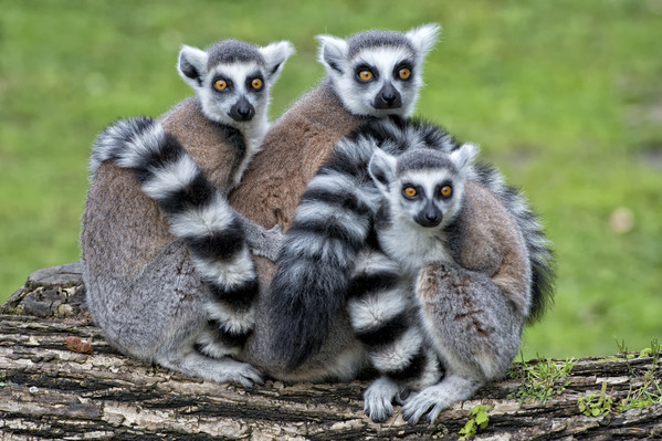 Pourquoi partir à Madagascar