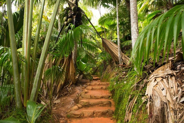 Vallee de Mai, Praslin, Seychelles