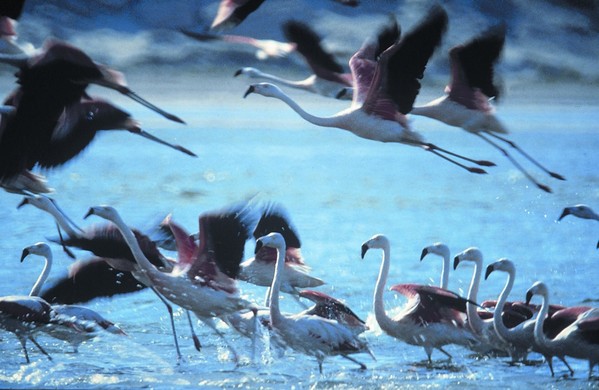 Pérou Voyage côte pacifique Ballestas