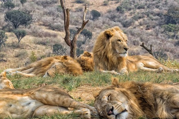 voyage afrique du sud lions