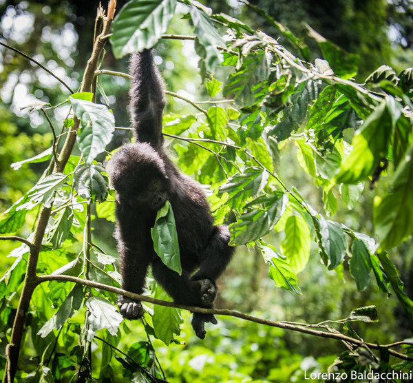 voyage afrique ouganda singe