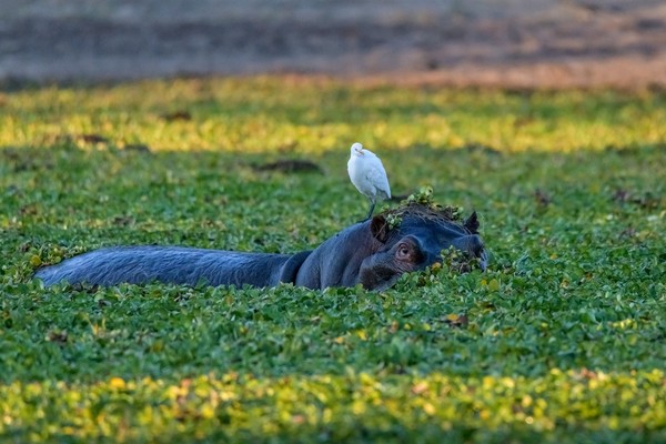 voyage-zimbabwe-mana pools-hippopotame