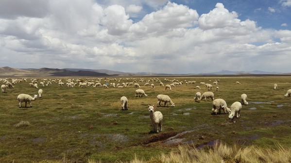 Pérou Voyage haut plateaux