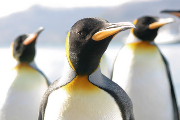 Notre spécialiste Arctique & Antarctique vous en dit plus