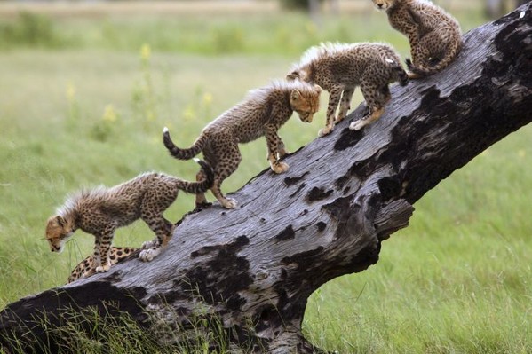 voyage botswana okavango