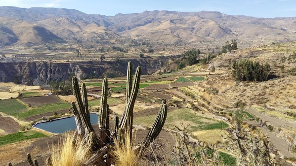 Pérou Voyage Colca