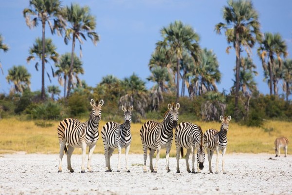 voyage botswana makgadikgadi pans zebres