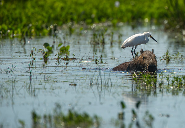 Quand partir à Esteros del Iberá