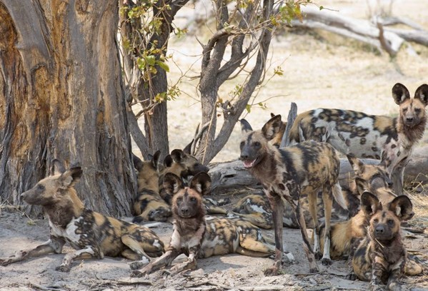 voyage botswana okavango chiens sauvages