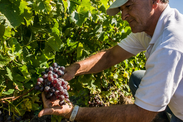 Uruguay Voyage Carmelo producteur de vins