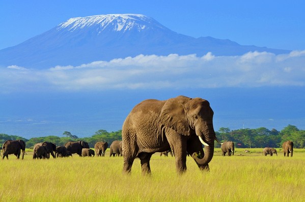 voyage afrique kenya elephant