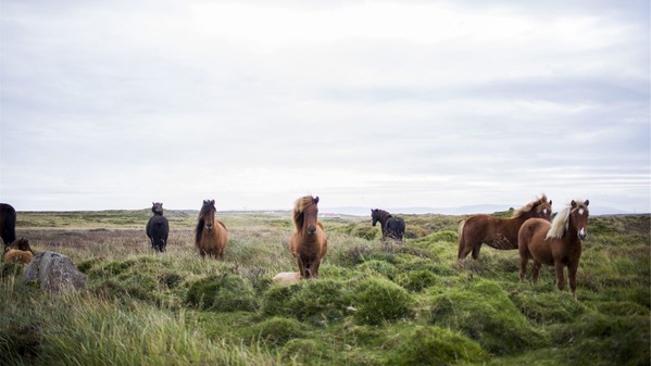 Notre spécialiste Islande vous en dit plus.