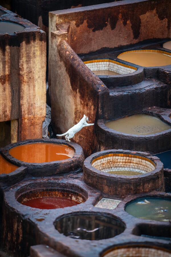Fès, la mémoire du Maroc
