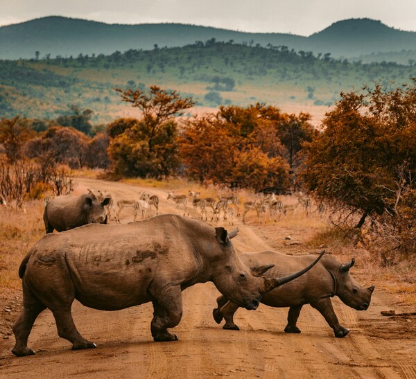 Voyage Afrique du Sud