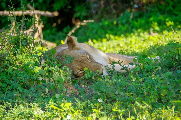 safari-botswana-chobe