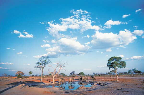 Safari Botswana Savuti