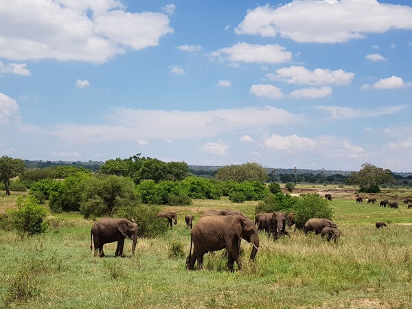 Parc National Tarangire