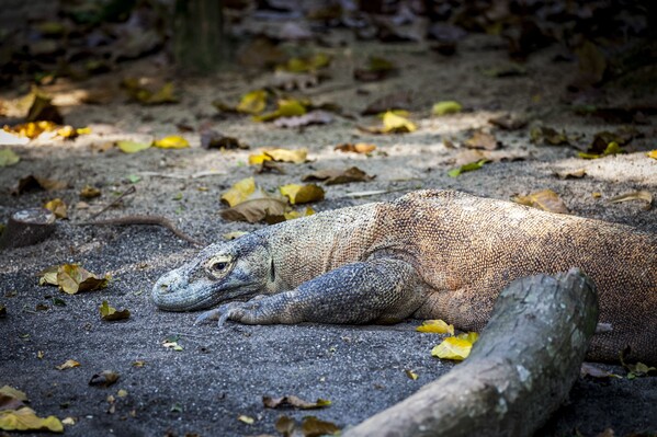 Dragon de Komodo