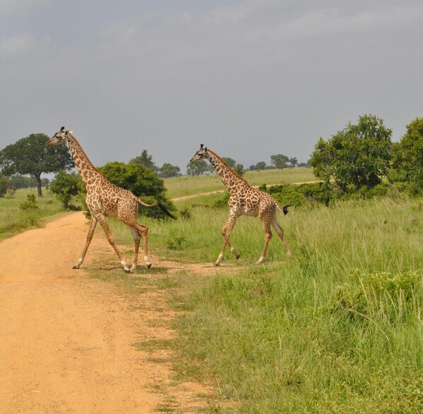 Murchison_Falls