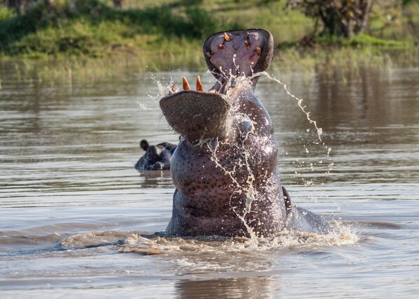 safari-botswana-okavango