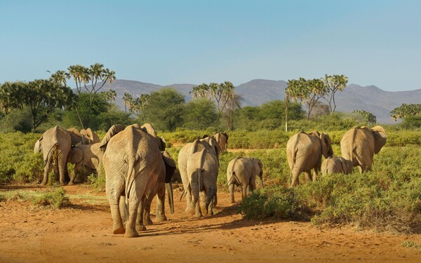 Comté de Samburu, Kenya