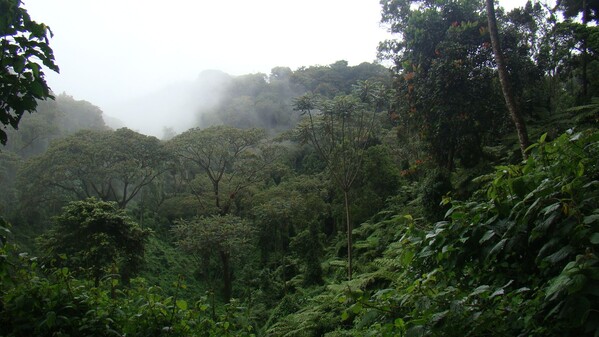 Rwanda Nyungwe