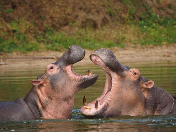 safari-ouganda-mburo lac