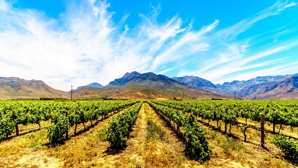 Voyage Afrique du Sud - Les Winelands : les vignobles de Stellenbosch & Franschhoek