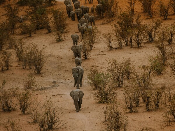 Voyage au Zimbabwe - Mana Pools