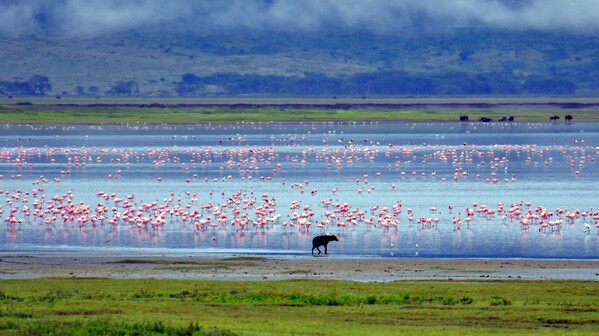 Voyage Safari Tanzanie cratère Ngorongoro