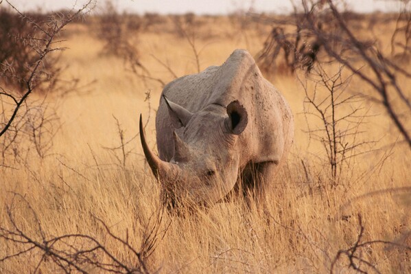 Etosha National Park, Namibia