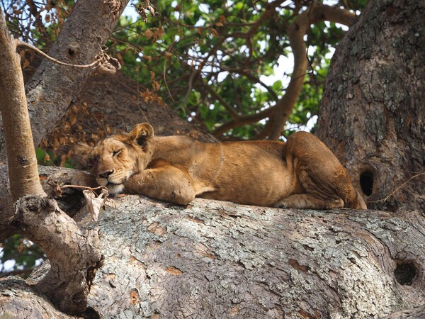 safari-ouganda-queen elizabeth-lions
