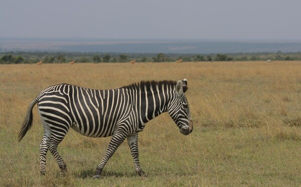 kenya-Laikipia Plateau
