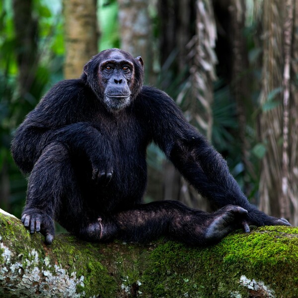 Réserve de Kibale  - Ouganda