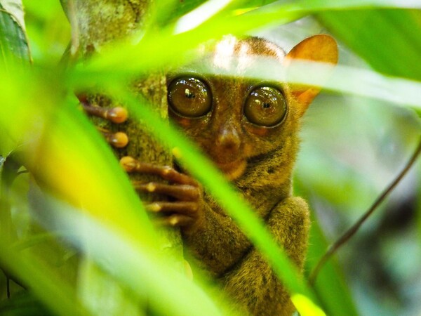 Voyage à Bohol