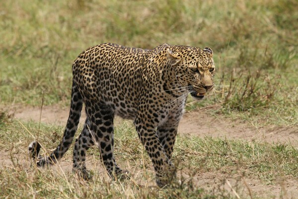 safari-kenya-Masai Mara - guépard
