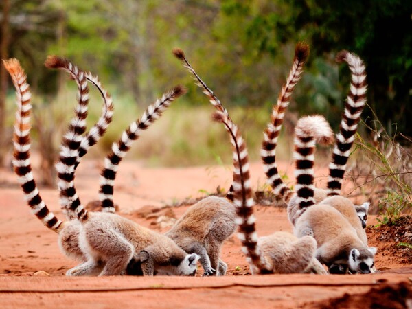Madagascar - Lémuriens