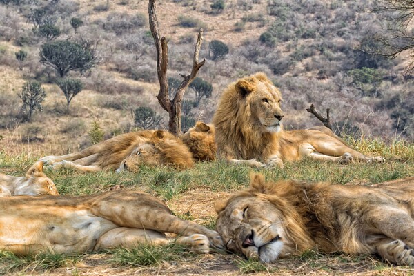 Voyage Afrique du Sud