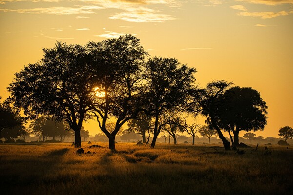 safari-zimbabwe-hwange