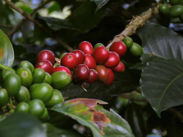Eje Cafetero, Colombia