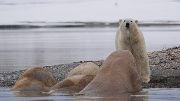 Découverte du Spitzberg - voyage en Arctique - our polaire