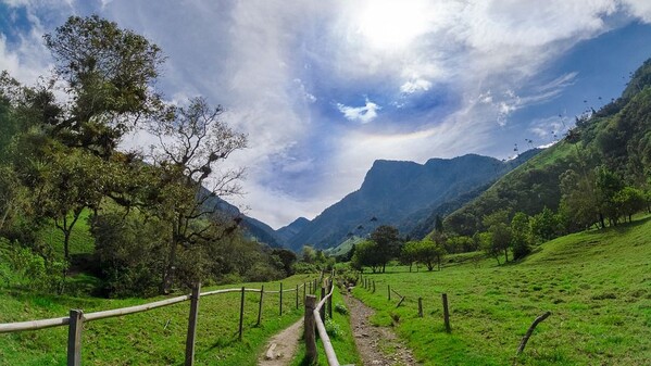 Vallée de Cocora