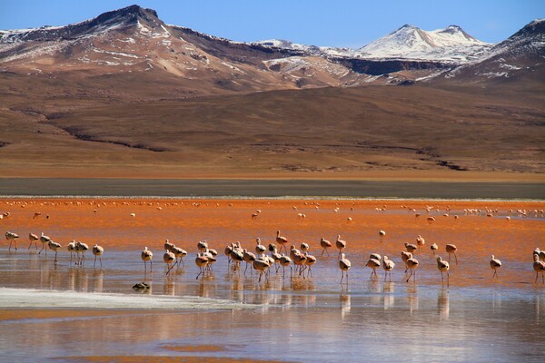 Lac Titicaca - Altiplano - Voyage en Bolivie