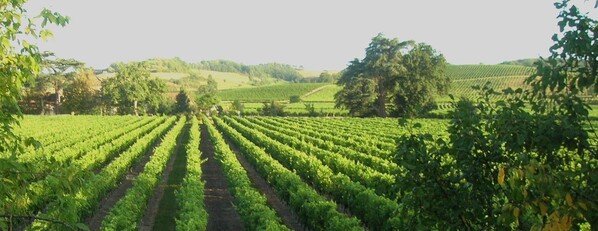 Tarija et ses vignobles - capitale de la région
