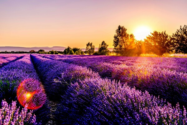 Provence - Valensole