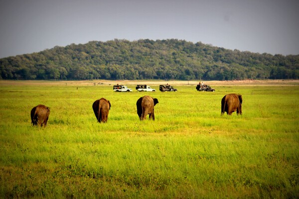 Paysages du Sri Lanka