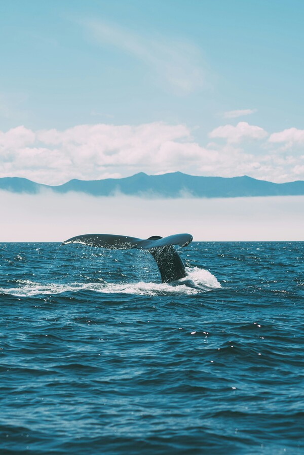 Observation baleine
