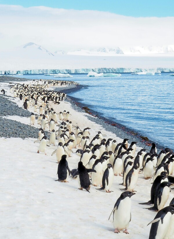 Quand et comment voyager en Antarctique ?